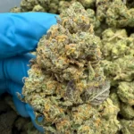 Lemon Cherry Gelato