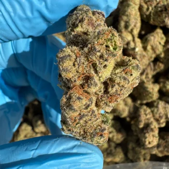 purple tesla bulk flower