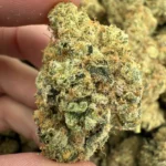 Scouts bulk flower