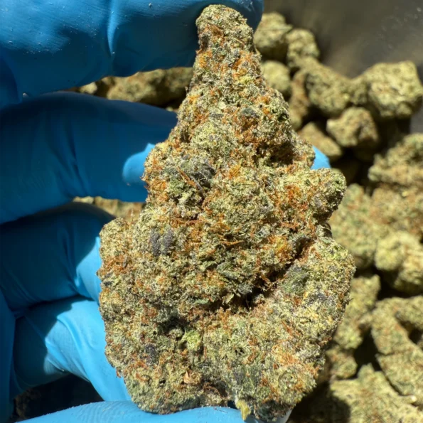iStar's Candy Lotto bulk flower