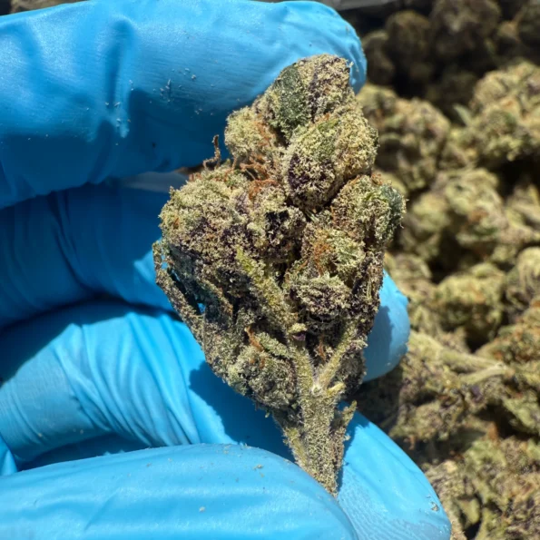 iStar's Grape Candy runtz bulk flower