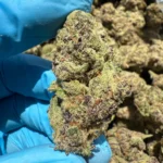 iStar's bulk flower purple skittles