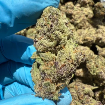 iStar's bulk flower purple skittles
