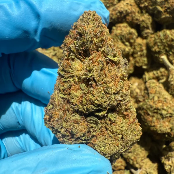 iStar's Zashimi bulk flower
