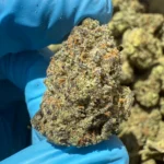 Amaretto Bulk flower from iStar distro