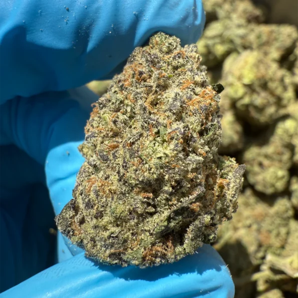 Amaretto Bulk flower from iStar distro