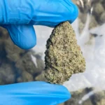 iStar's blue Dream Bulk THCp flower