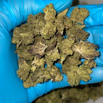 iStar's chemlatto bulk flower