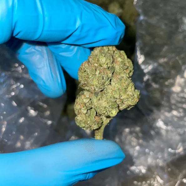 iStar's bulk flower Cherry Dosido