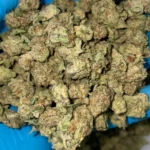 iStar's Cromagnan Man smalls bulk flower