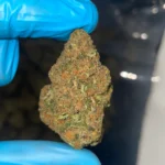 iStar's Dantes Inferno bulk flower