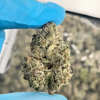 iStar's gamma runtz bulk flower
