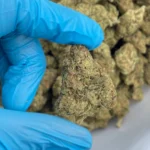 iStar's guava platinum bulk flower