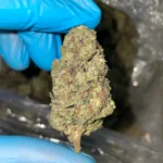 gush-mints-bulk-flower