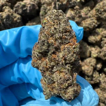 iStar's Ice Cream Cake bulk flower
