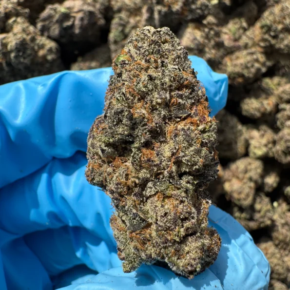 iStar's Ice Cream Cake bulk flower