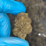 iStar's Ice Cream Pie bulk flower