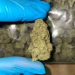 iStar's bulk flower Jifflato
