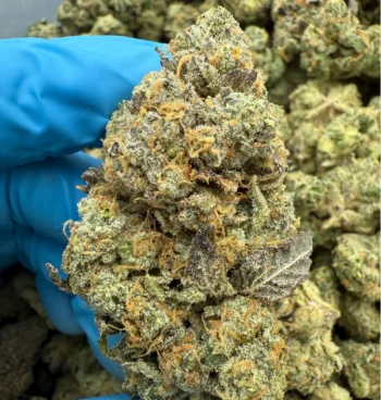 iStar's Lemon Cherry Gelato Bulk THCp flower