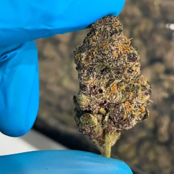 iStar Lemon Pastry bulk flower