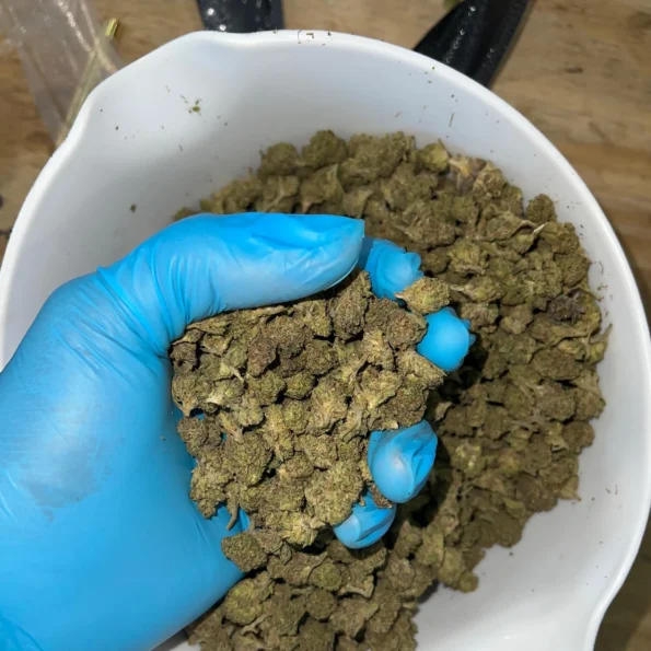 iStar's Oreo Blizzard smalls bulk flower