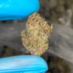 Peanut Butter Breath bulk flower
