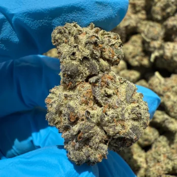 iStar's Pineapple Snarb flower (P)