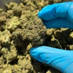 iStar's Royal Cherry Diesel flower (gold)