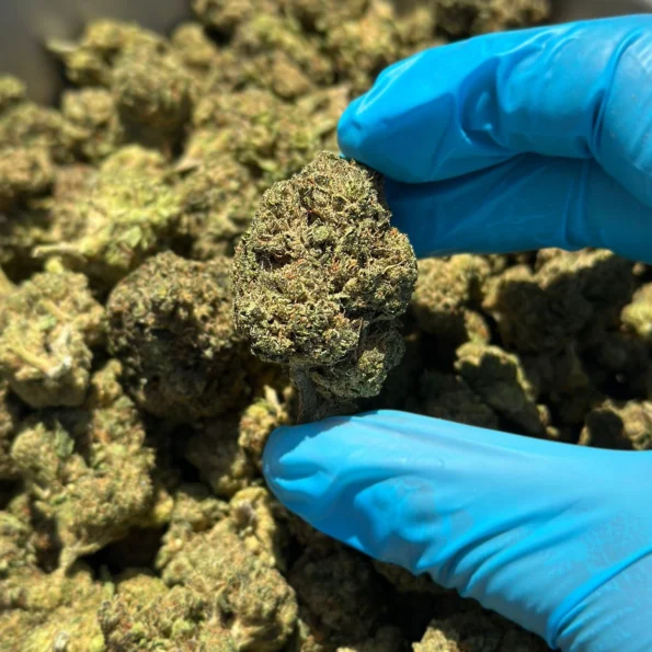 iStar's Royal Cherry Diesel flower (gold)