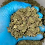 iStar's Runtz smalls bulk flower