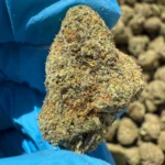 iStar's Sluracane flower (P)