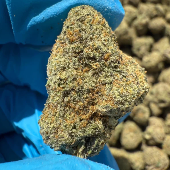 iStar's Sluracane flower (P)