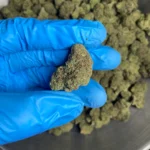 sour-diesel-bulk-flower-1