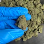 sour-diesel-bulk-flower-1