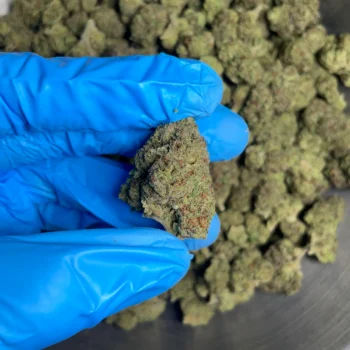 sour-diesel-bulk-flower-2