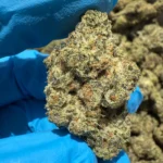 iStar's Sour Diesel flower (P)