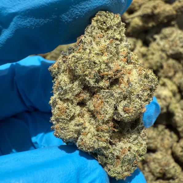 iStar's Sour Diesel flower (P)