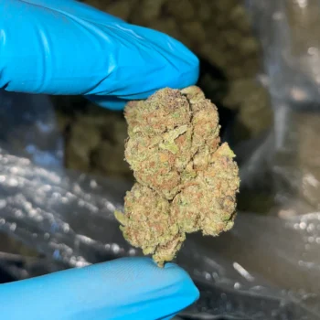 iStar's bulk flower Super Boof