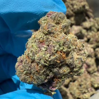 iStar's Trop Cherry flower (P)