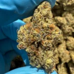 iStar's White Gummy bulk flower