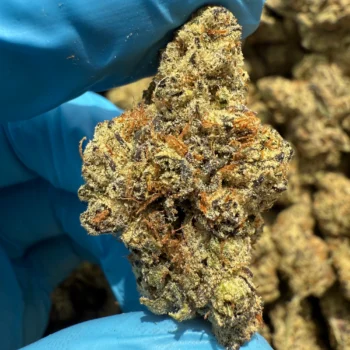 iStar's White Gummy bulk flower