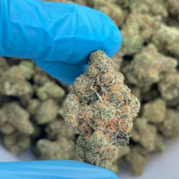 iStar's creamsicle platinum bulk flower