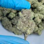 iStar's gastro pop platinum bulk flower