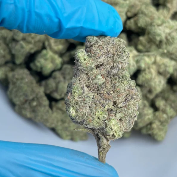 iStar's gastro pop platinum bulk flower