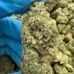 iStar's lemon cherry gelato platinum bulk flower