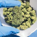 iStar's Modified Grapes bulk flower