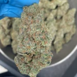 iStar's sherbanger p(n) bulk flower