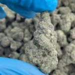 iStar's sherbanger platinum bulk flower