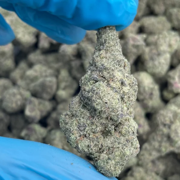 iStar's sherbanger platinum bulk flower