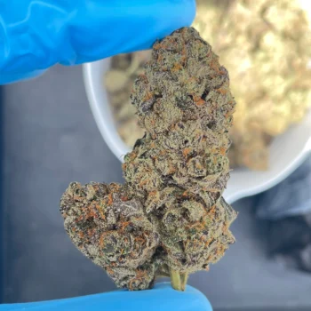 iStar's bulk flower space guava